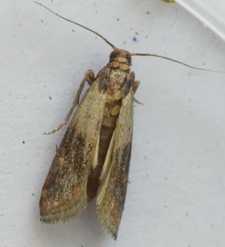 Réf. 194 331 : Plodia interpunctella